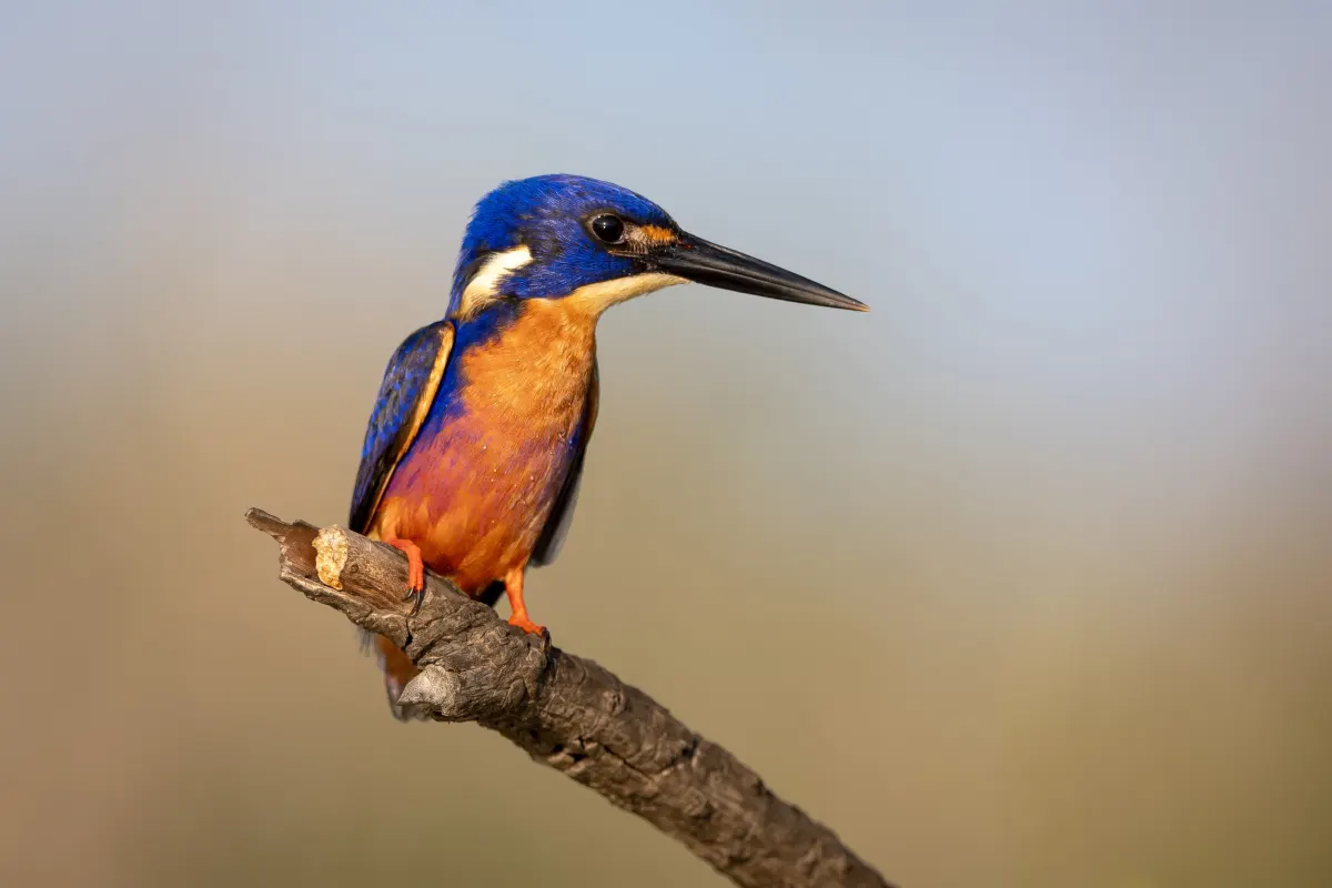 An azure kingfisher perched above the wetlands