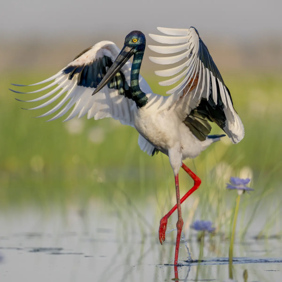 A black-necked stork landing among lilies at Corroboree Billabong