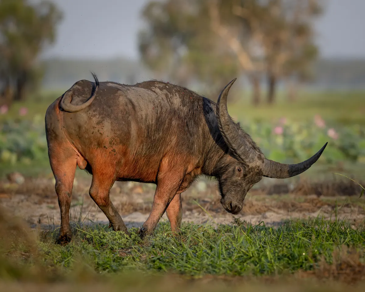 A buffalo lit by the warm dawn light near Corroboree Billabong
