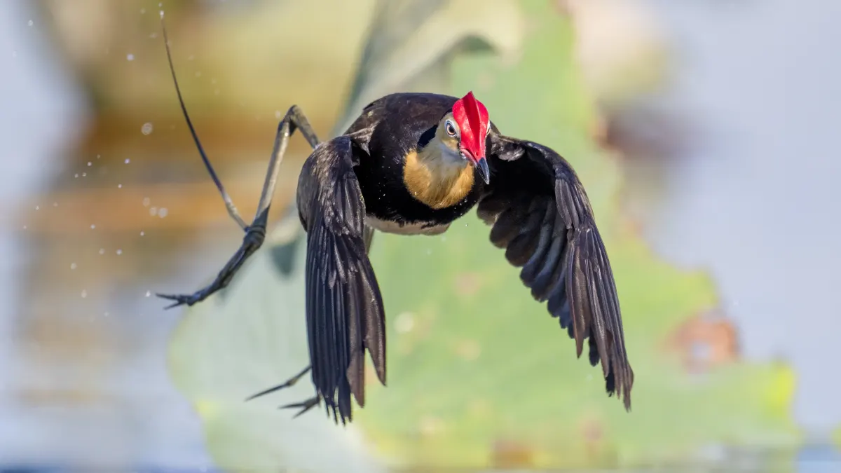 A comb-crested jacana flying low over lily pads