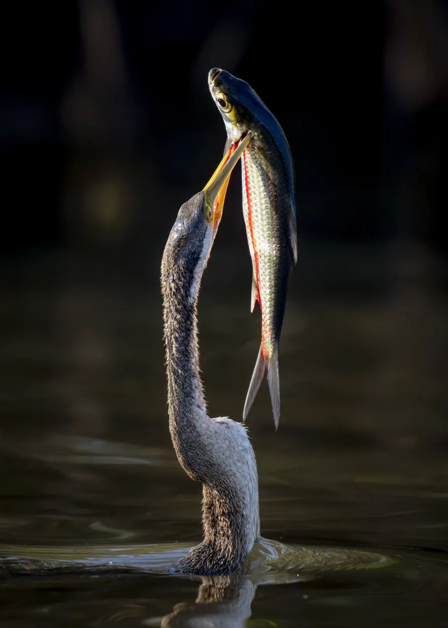 An Australasian darter lifting a fish from the water
