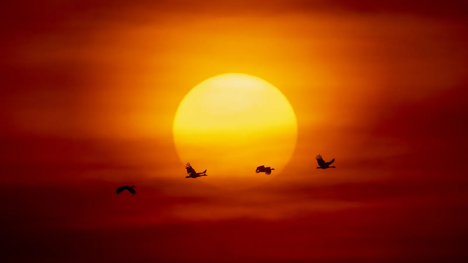 Magpie geese flying across a vivid orange sunset