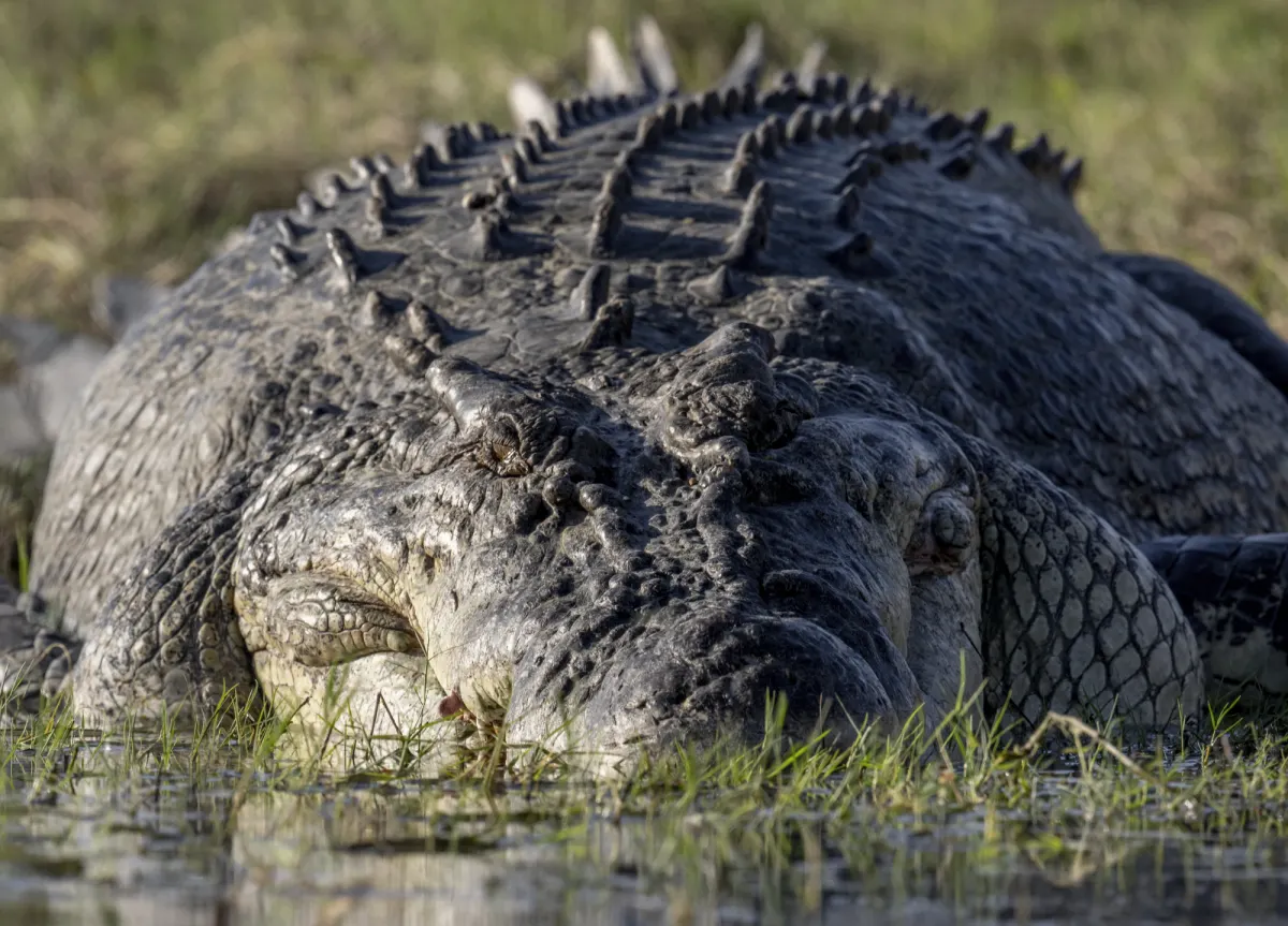 A large saltwater crocodile resting at the edge of Corroboree Billabong