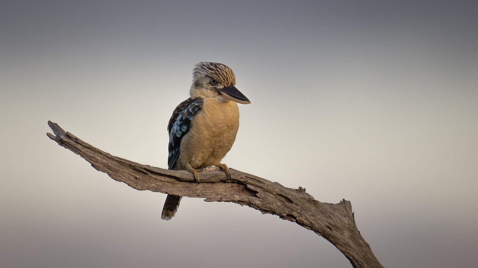 Blue-winged Kookaburra
