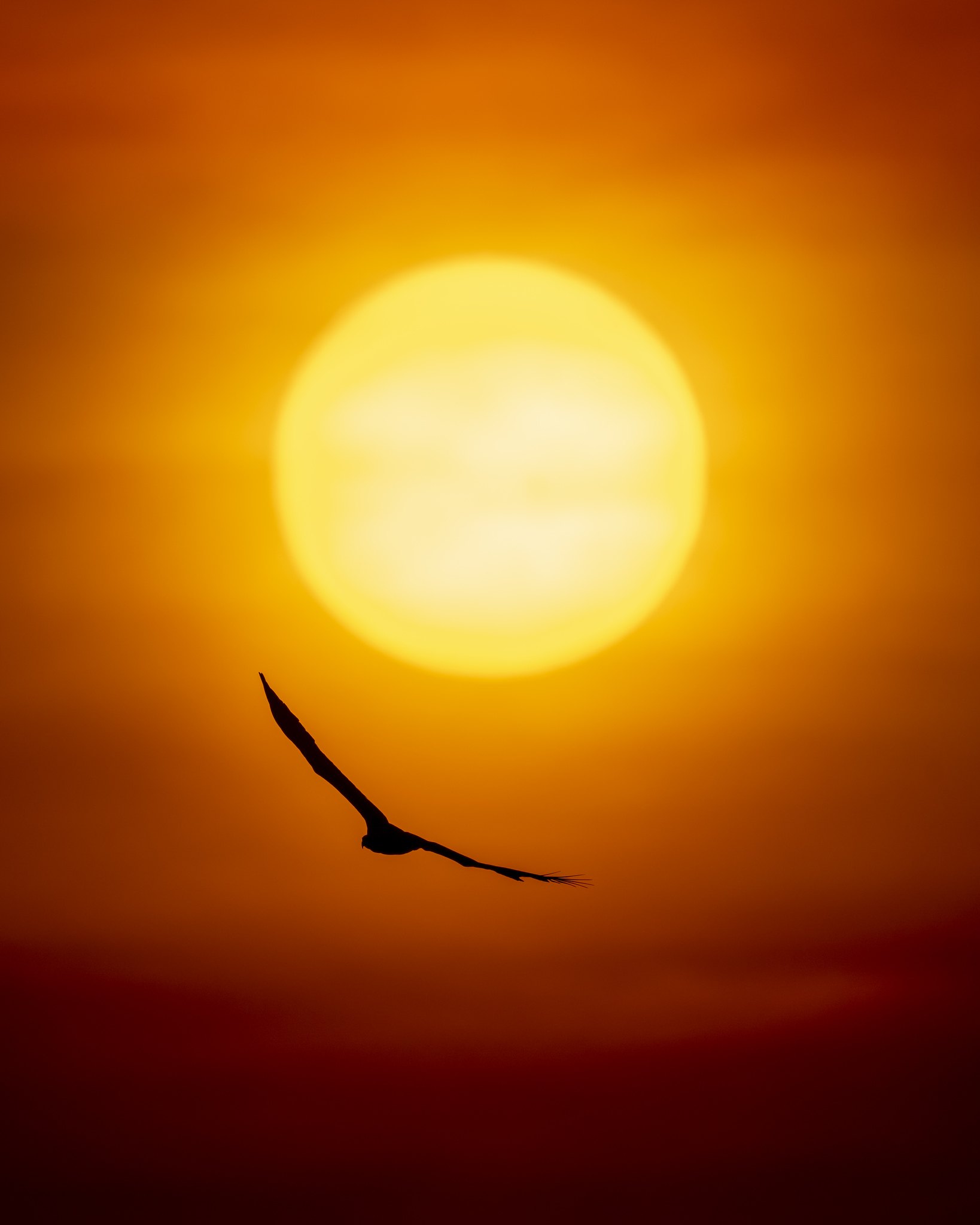 Dawn Hunt