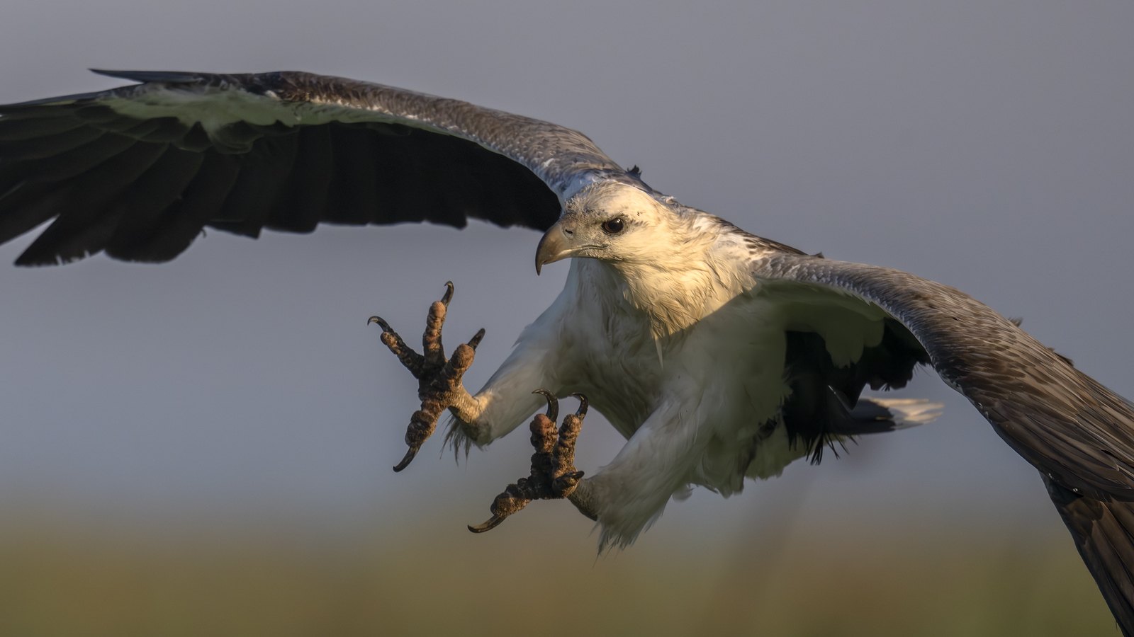 Deadly Talons