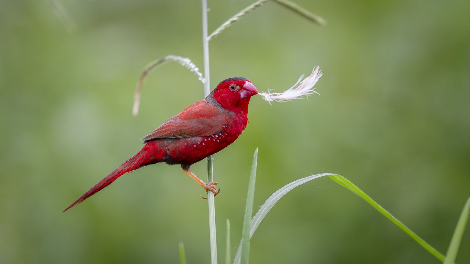 Crimson Finch with love