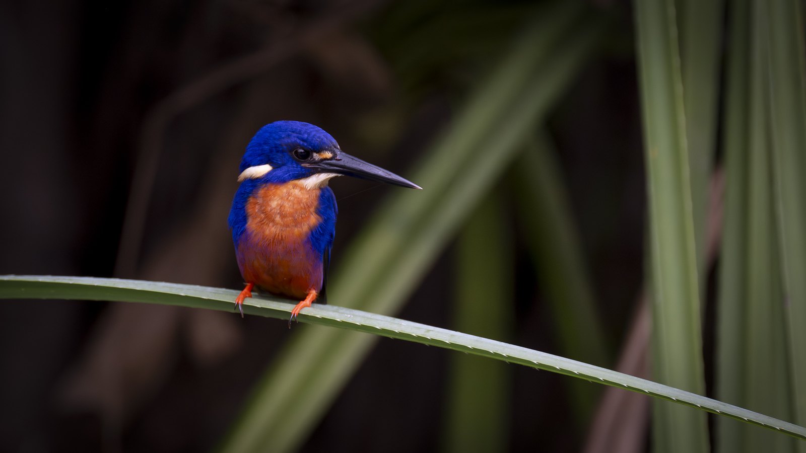 Morning Jewel