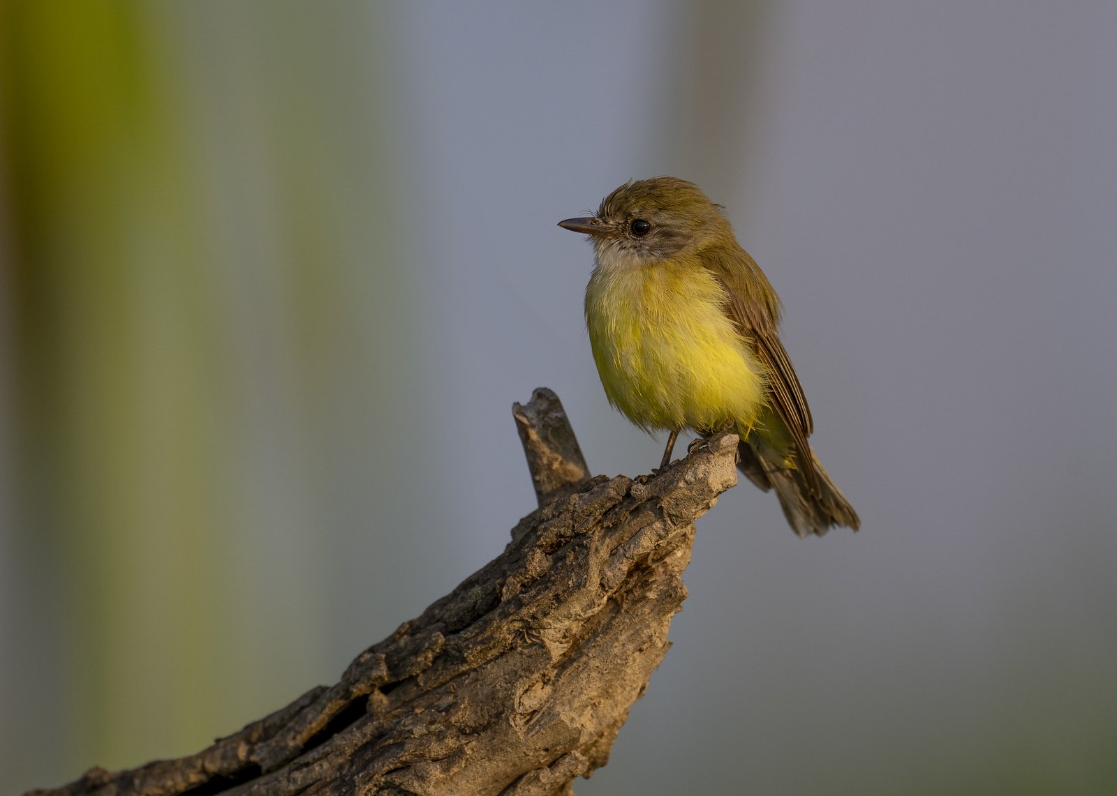 Lemon-bellied Beauty