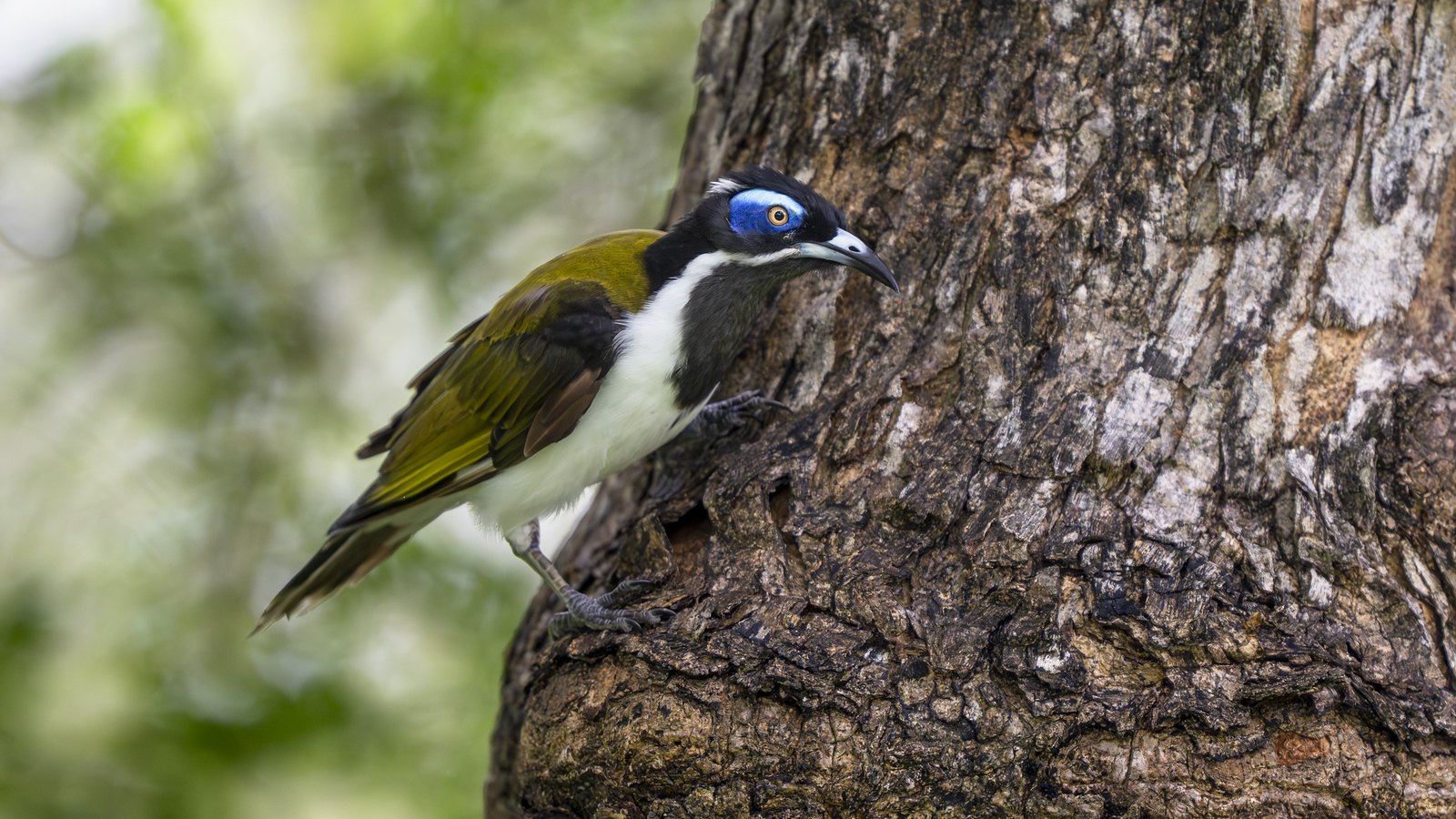 Blue-faced Honeyeater in Darwin NT