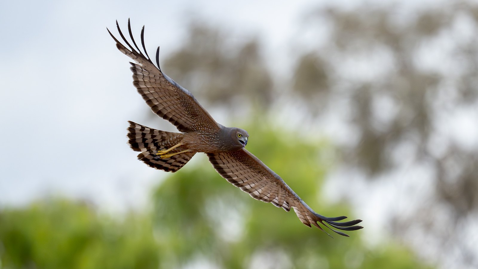 Beautiful Raptor