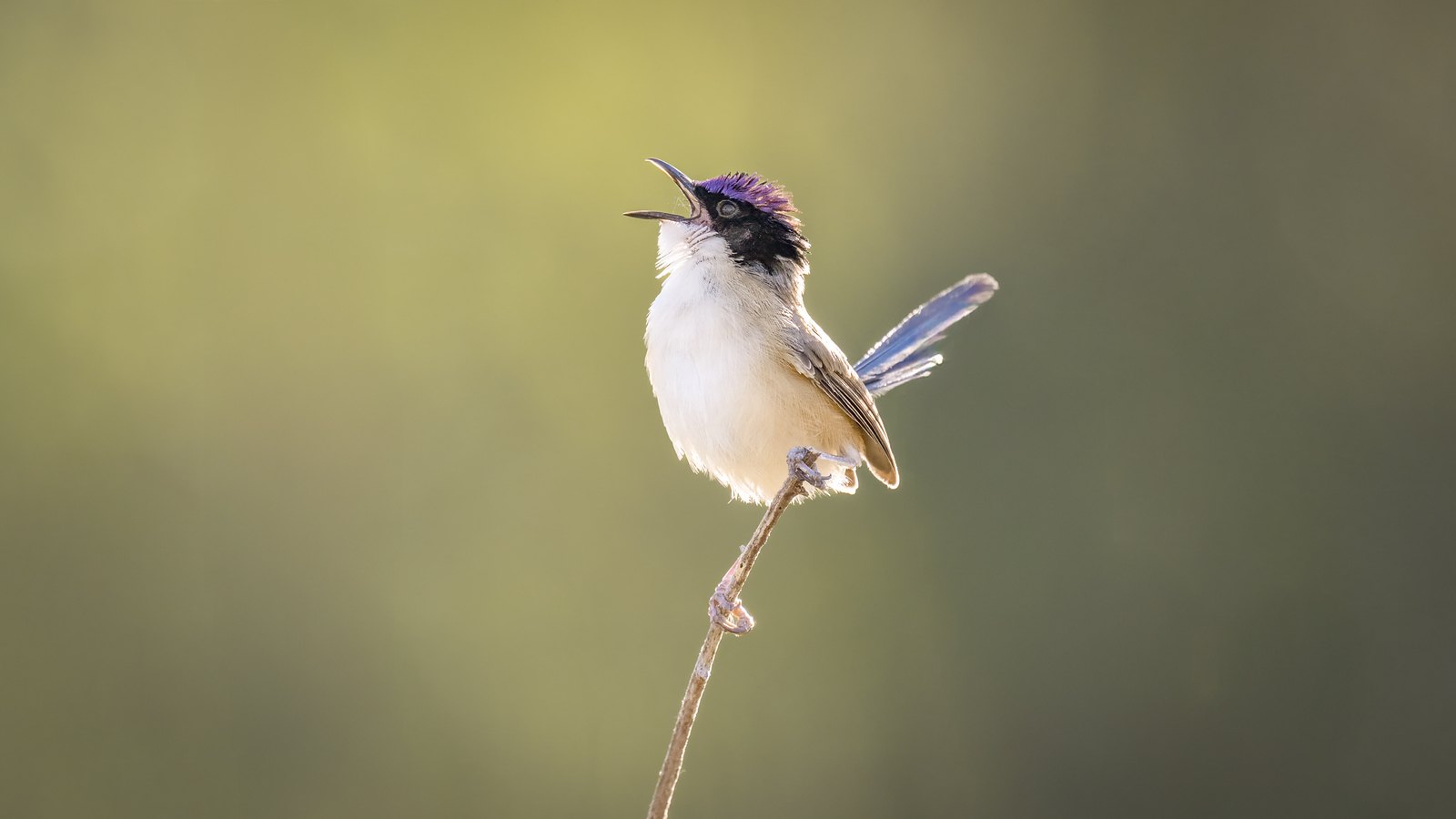 Purple-crowned Fairywren song