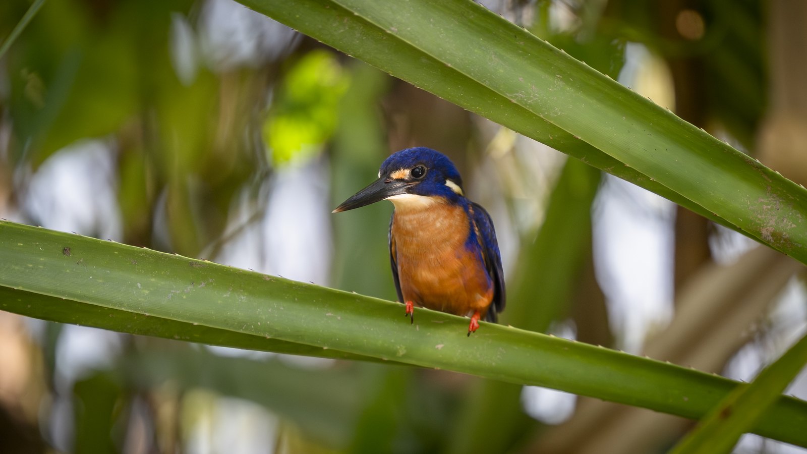 Azure in the Pandanus