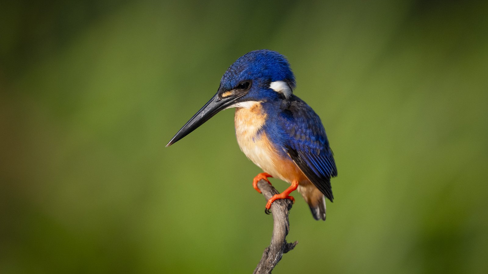 Azure Kingfisher