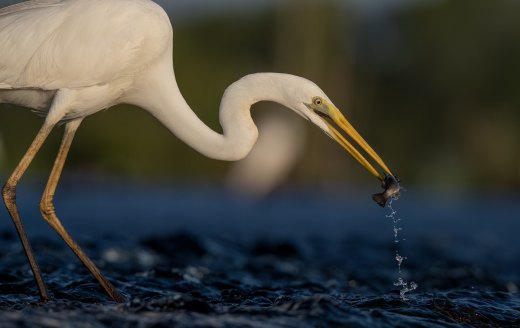 Untitled wildlife artwork