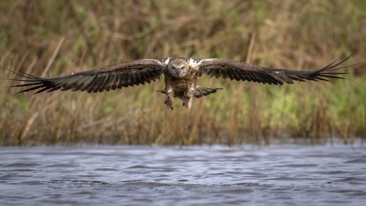 Learning to Hunt