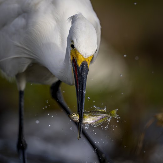 Untitled wildlife artwork