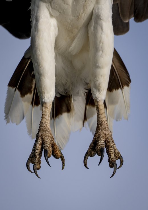 Talons of Death
