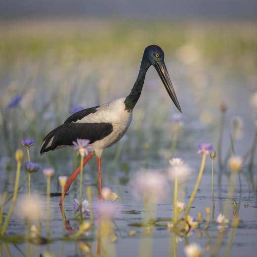 Hunter amongst the lilies