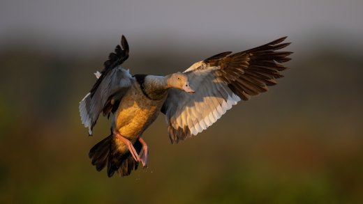 Untitled wildlife artwork