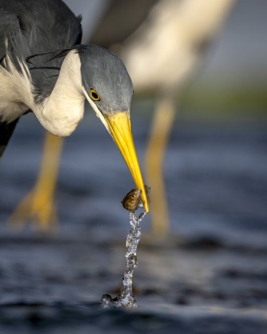 Untitled wildlife artwork