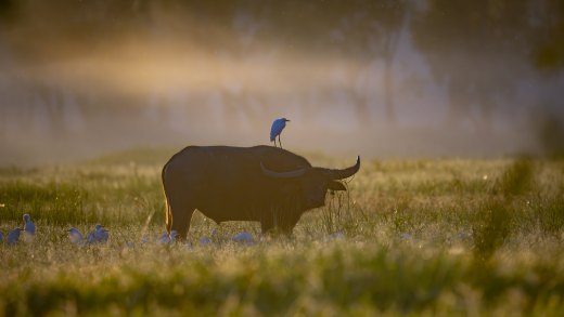 Untitled wildlife artwork