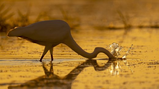 Untitled wildlife artwork