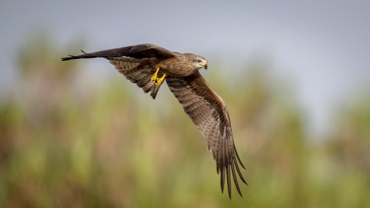 Black Kite Hunt
