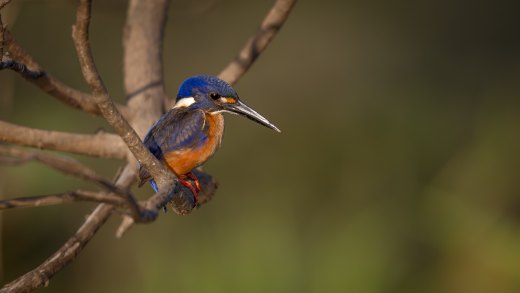 Untitled wildlife artwork