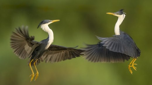 Untitled wildlife artwork