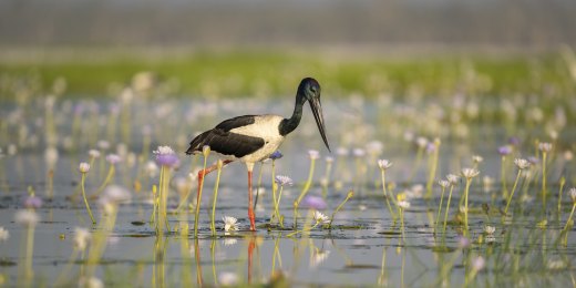 Soft light Jabiru