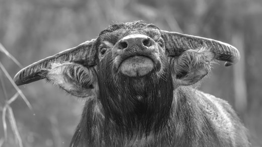 Untitled wildlife artwork