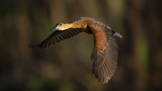 Untitled wildlife artwork