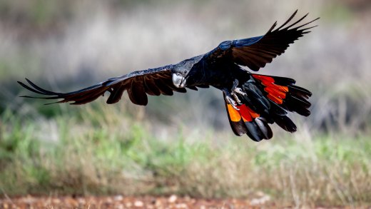 Untitled wildlife artwork