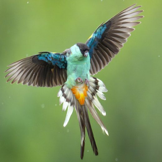 Untitled wildlife artwork