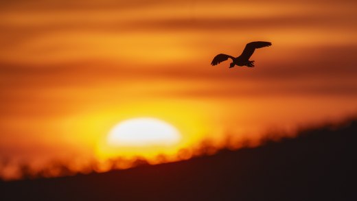 Untitled wildlife artwork