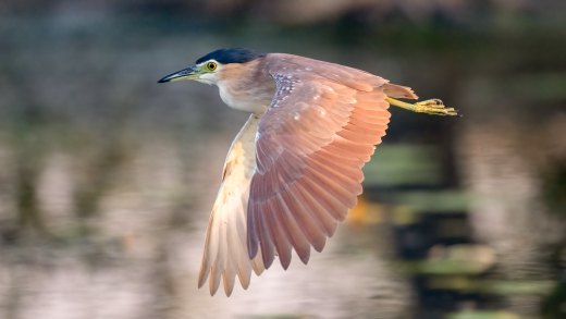 Untitled wildlife artwork