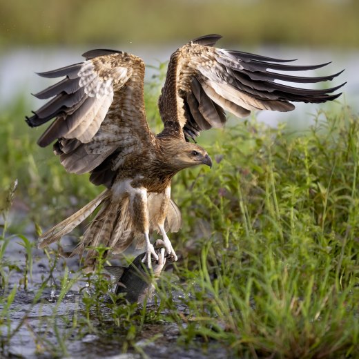 Untitled wildlife artwork