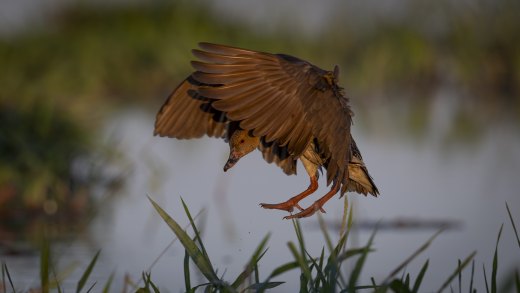 Untitled wildlife artwork
