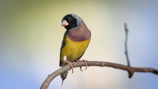 Gouldian Pose