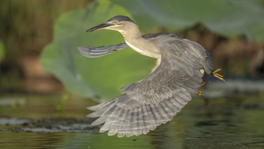 Untitled wildlife artwork