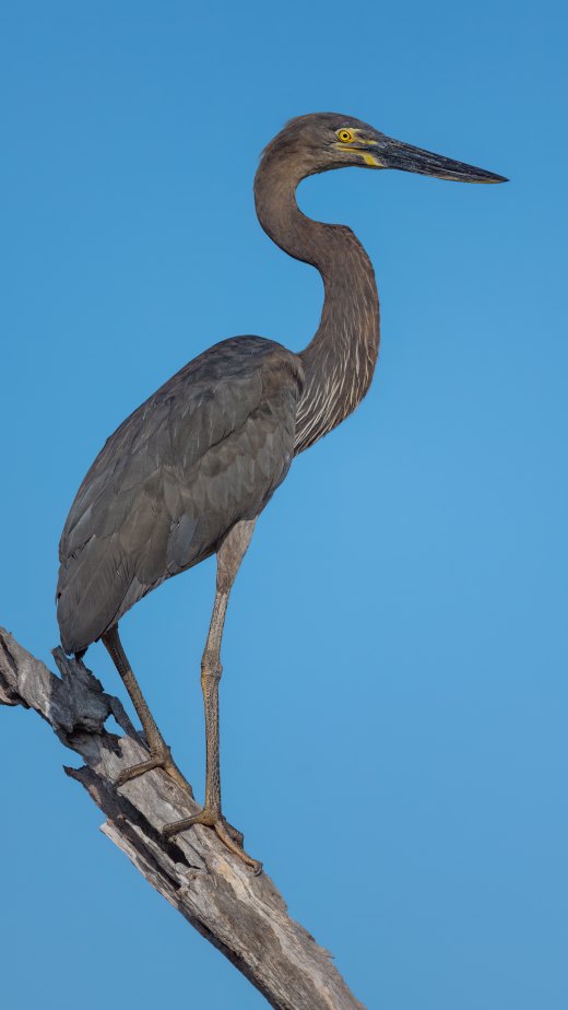 Untitled wildlife artwork