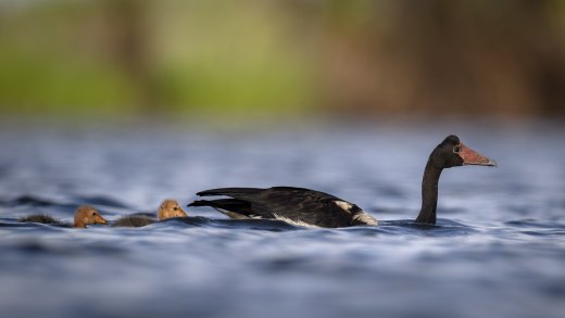 Untitled wildlife artwork