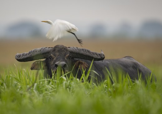Untitled wildlife artwork