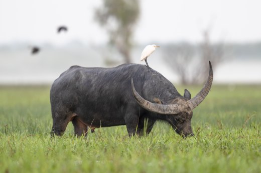 Untitled wildlife artwork