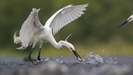 Untitled wildlife artwork
