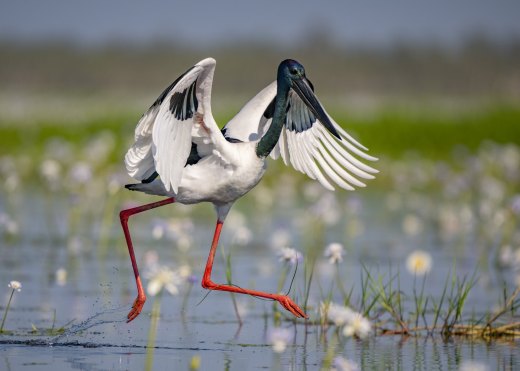 Untitled wildlife artwork