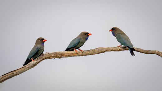 Untitled wildlife artwork