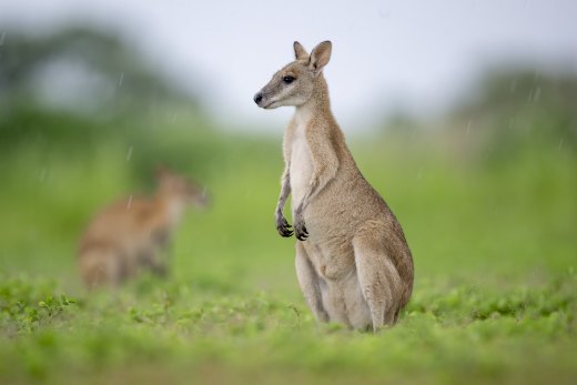 Untitled wildlife artwork