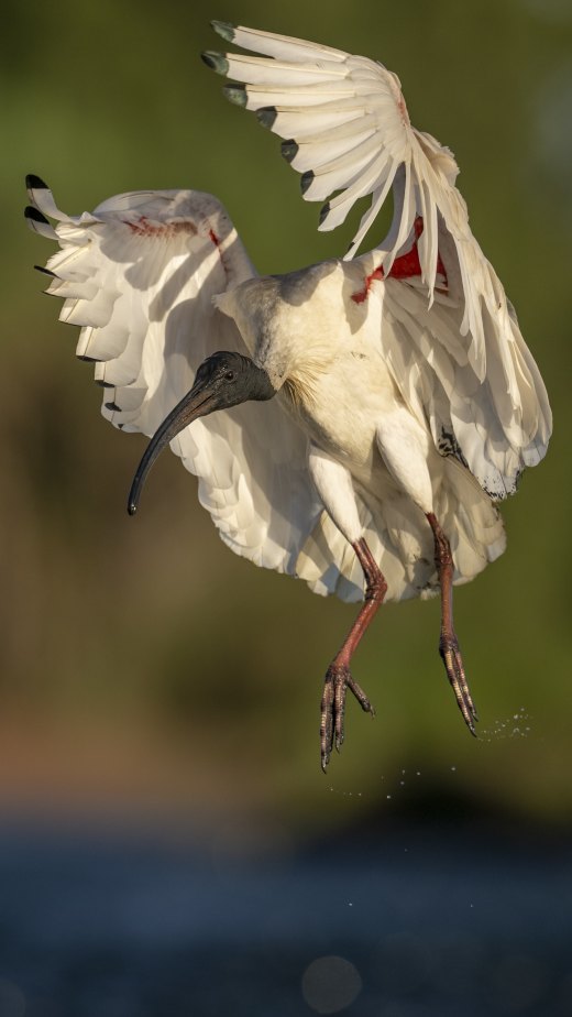 Incoming Ibis